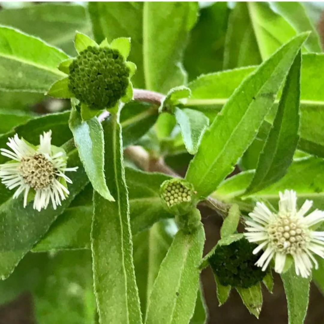 bhringraj flower