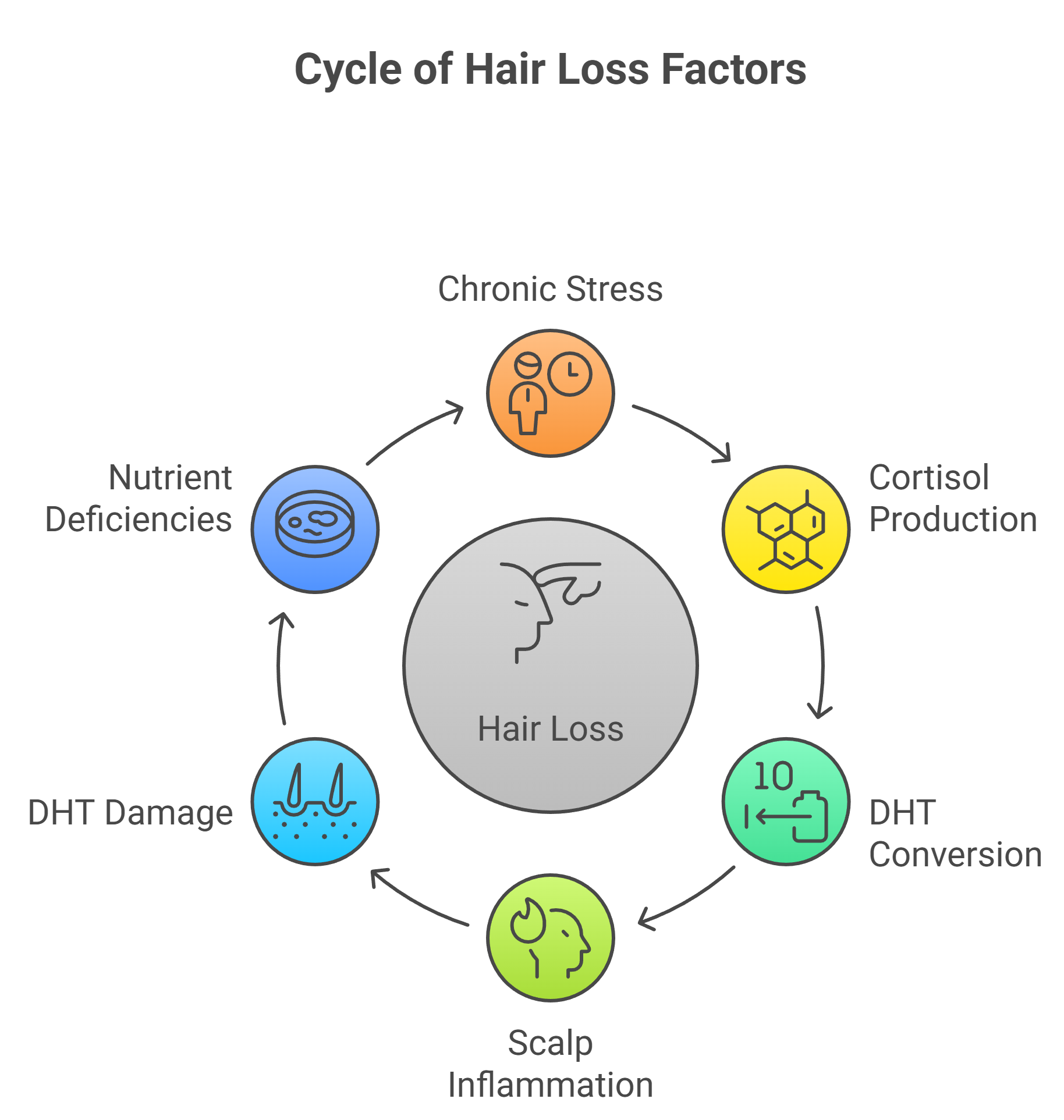Cycle of Hair Loss Factors