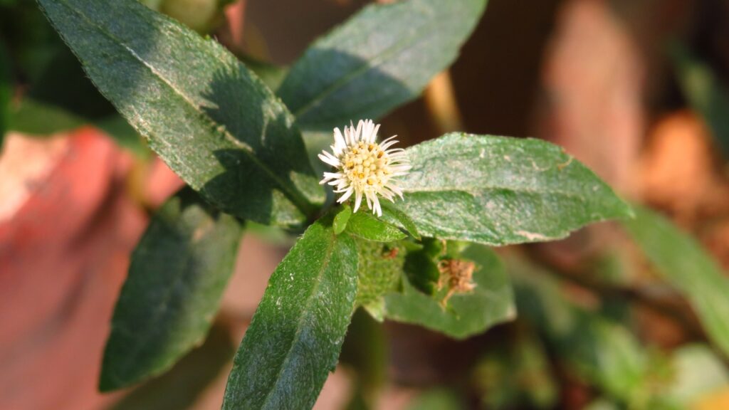 Bhringraj plant
