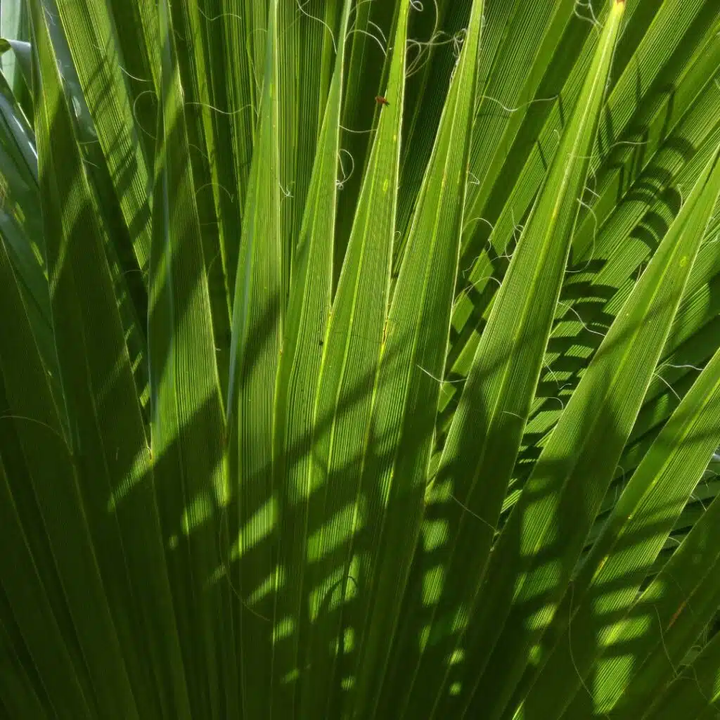 saw palmetto the natural DHT Blocker