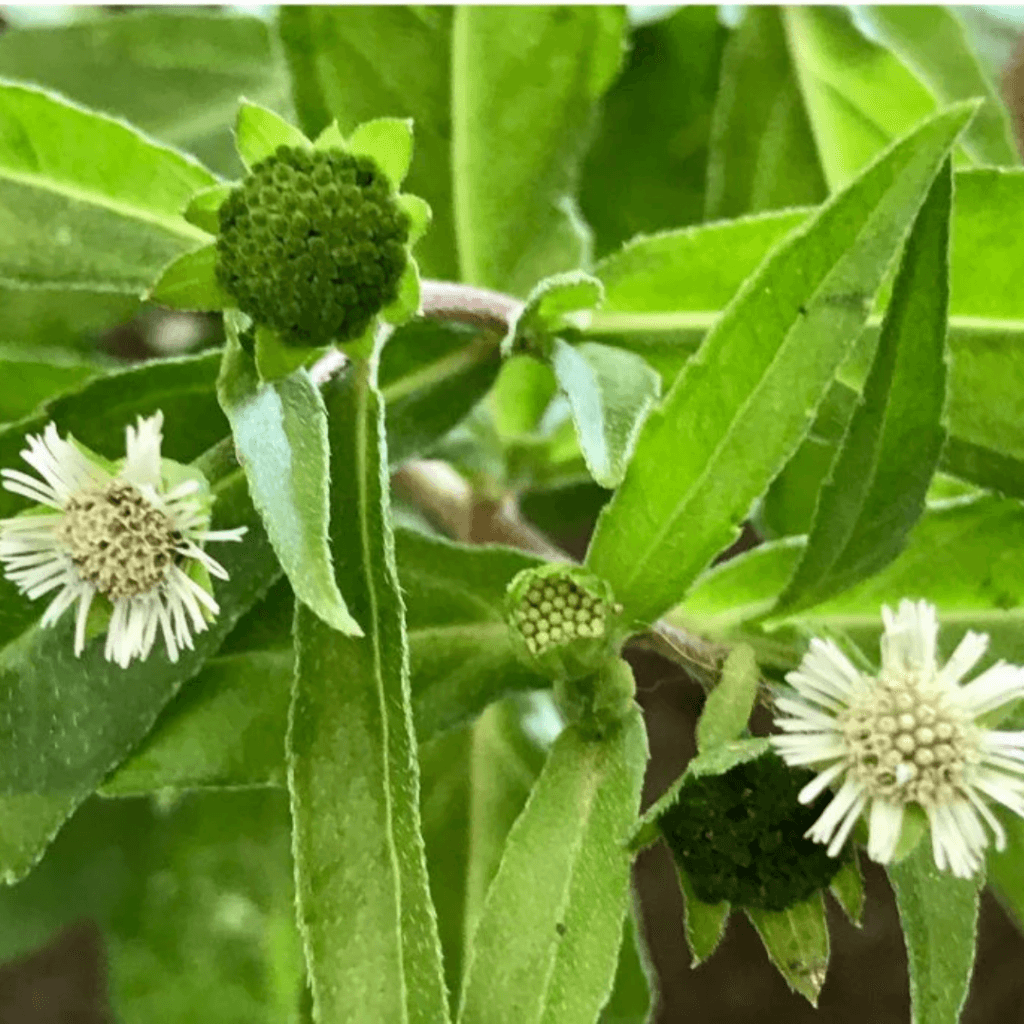 bhringraj for hair growth