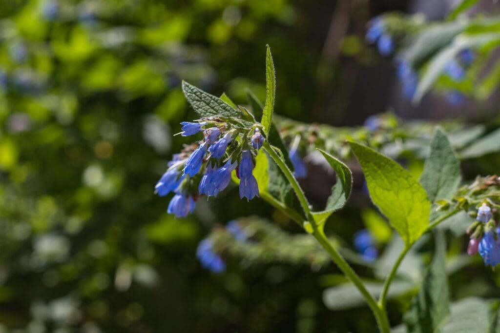 tiktok hair growth hacks comfrey plant