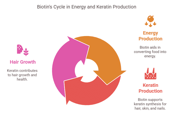 Biotin Cycle in Energy & Keratin Production