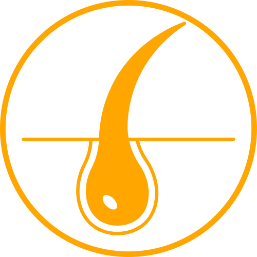 hair follicle growth icon